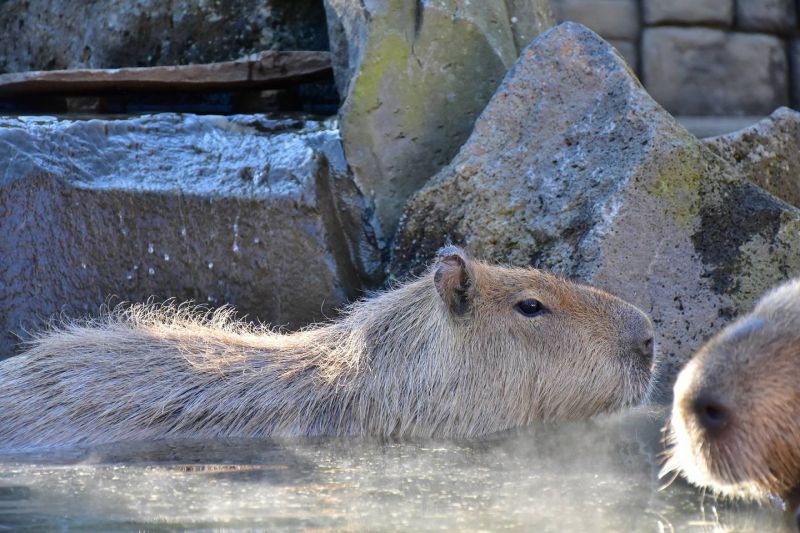 capybara onsen capybara onsen
